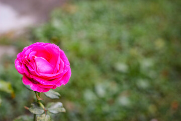 Wonderful rose bush flower in selective focus