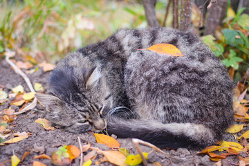 A gray stray cat sleeps under a bush on the street