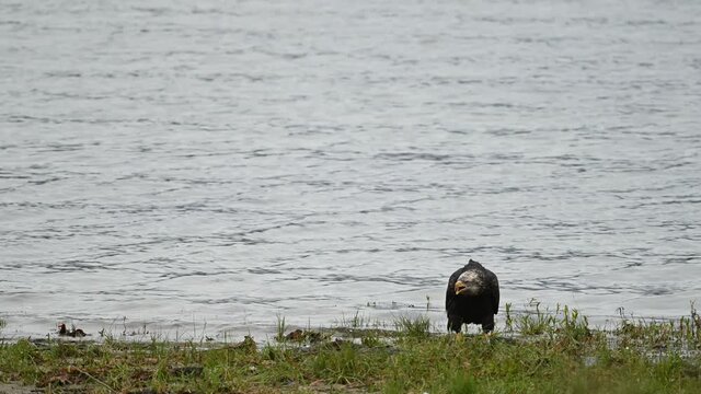 Bald Eagle (Haliaeetus leucocephalus) eating fish after a successful hunting for salmon in Fraser Valley, British Columbia, Canada
