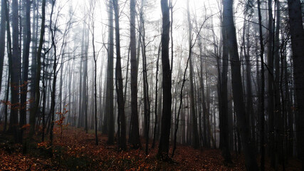 misty morning in the forest