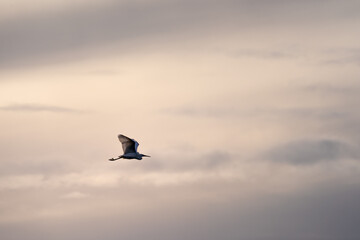 isolated egret flying in a beautiful pink and cloudy sky. freedom concept