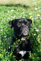 Schwarzer Boxer Mischlingshund in der sonnigen und blühenden Wiese