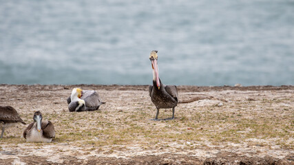 Pelican in San Luis Obispo County California, Wildlife on Ocean Coast