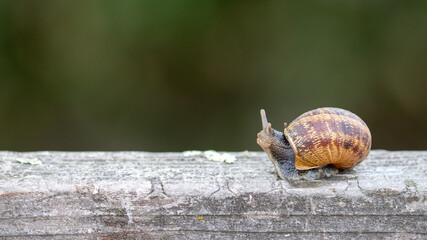 Snail Crawling Across Wood Plank, Wildlife of California