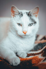 cat is a popular pet © jak