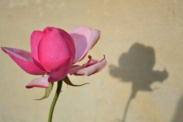 rose flower and its shadow