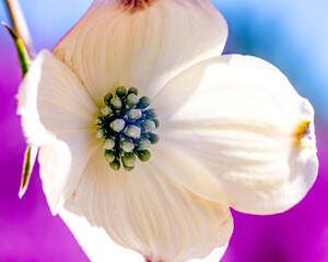 Obraz premium Dogwood Bloom