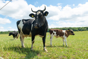 kuh und kalb auf wiese freilandhaltung rinder milchkuh öko artgerecht sonne bio bauernhof