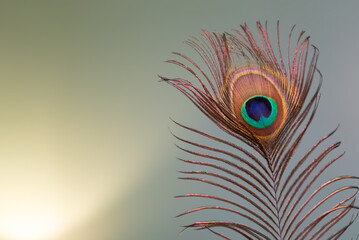 Peacock feather against light green background