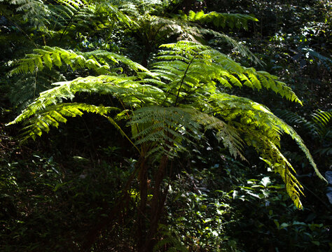Helecho arb&oacute;reo,  espinazo de pescado, palma de r&iacute;o, Tipos de helechos arborescentes,  helecho del orden de las Cyatheales, Cyathea salvinii.