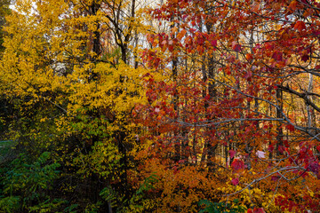 Fall Colors Fade From Green To Red