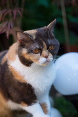 Dreifarbige Britisch Kurzhaar Katze