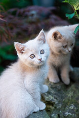 Naklejka na ściany i meble Britisch Kurzhaar Kitten im Garten