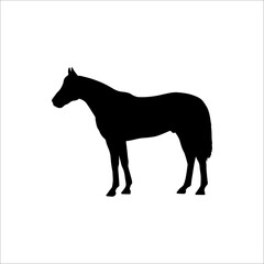 silhouette of a horse. vector illustration