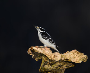 Female Downy Woodpecker on Dark Background