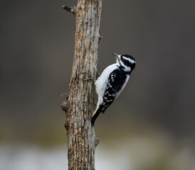 Female Downy Woodpecker  on Tree Trunk on Dark Background