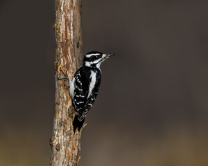 Female Downy Woodpecker  on Tree Trunk on Dark Background