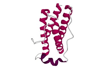 Structure of the human obesity protein, leptin. 3D cartoon model isolated, white background