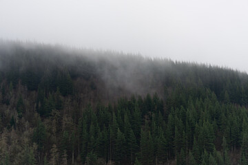 Foggy forest mountain trees of the Pacific Northwest