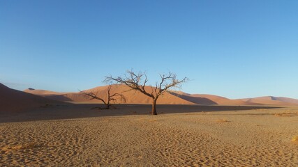 Fototapeta na wymiar Baum bei Düne 45 in Namibia