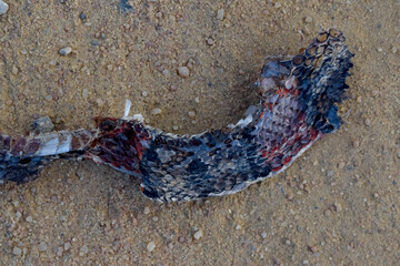 Pele de cobra coral em terra. Troca de pele