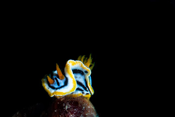 Nudibranch on a tropical coral reef