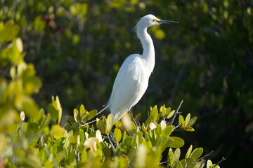 Great Egret Roseate Spoonbill White Ibis