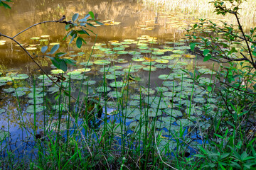 Planta aquática em lago verde