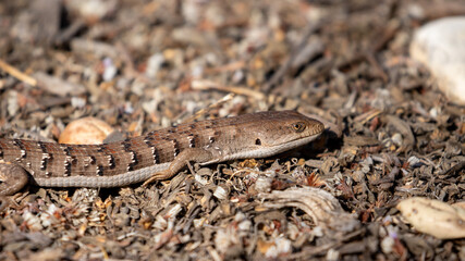 Alligator Lizard on the Central Coast of California, Wildlife of San Luis Obispo California