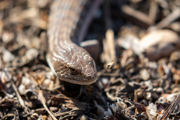 Alligator Lizard Close Up, Reptiles of the Central Coast of California