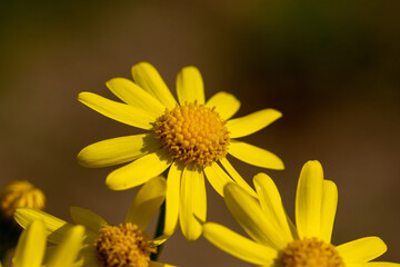 Fototapeta premium Macro of eastern groundsel (Senecio vernalis), yellow flower