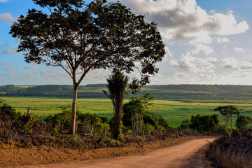 Estrada de terra em paisagem rural. Horizonte verde, vegetação tropical e céu azul