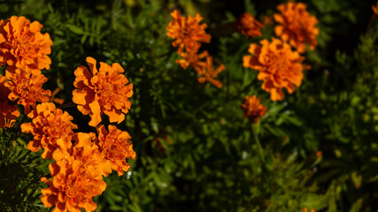 Fresh Mexican Marigold flowers with dark green background