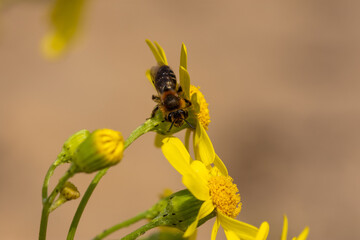 Macro of the tawny mining bee, Andrena fulva sitting on eastern groundsel (Senecio vernalis)