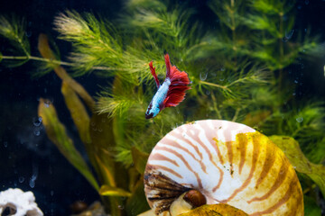 A Blue and Red fin dragon scale betta fish, withm in aquarium with live plants. 