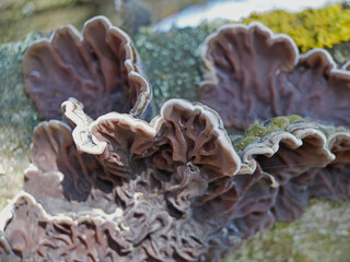 Mushroom, moss that grows on the bark of trees. Close up photo