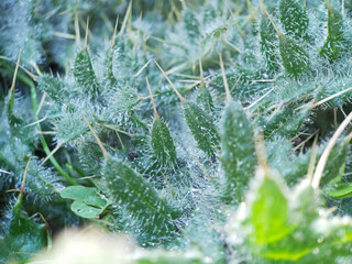 Green plant with thorns on the leaves. Close up photo