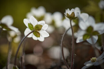 white anemones of norway