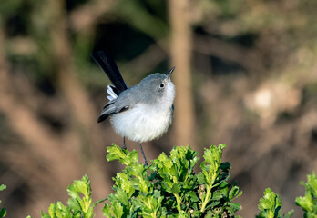 Cute Blue Grey Gnatcatcher bird perched on top of estuary bush while foraging around the branches for bugs to eat