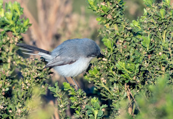 Cute Blue Grey Gnatcatcher bird perched on  estuary bush while reaching into the branches  with its beak for bugs to eat.