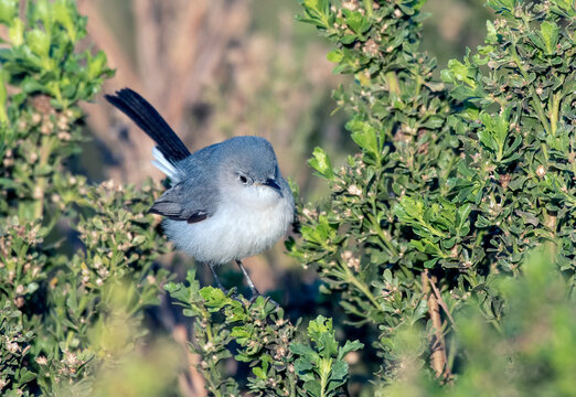 Cute Blue Grey Gnatcatcher Bird Perched On  Estuary Bush While Looking Through The Leaves And Around The Branches For Bugs To Eat.