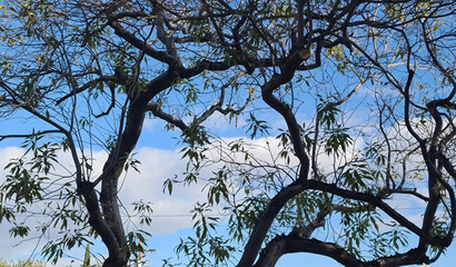 tree branches against blue sky