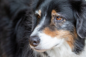 Old Australian Shepherd, Male Aussie in Older Years