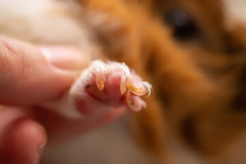 Long un trimmed guinea pigclaws on front paw. Maintaining and caring for guinea pigs at home.