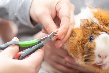 pruning claws of guinea pig at home. Step 3. Fixing one claw on front paw of the guinea pig during circumcision of claws.