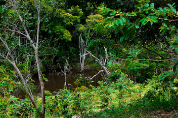 Área de preservação ambiental de Mata Atlântica, reserva de floresta tropical	