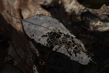 dead leaf on a rotten wood  near water surface