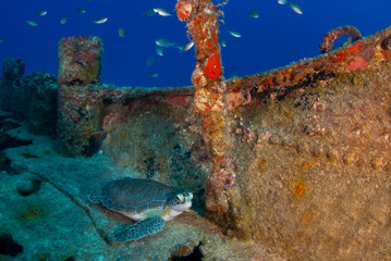 Turtle on deck of an underwater wreck - obrazy, fototapety, plakaty