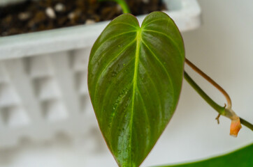 selectively focus on photos of the plant philodendron melanochrysum