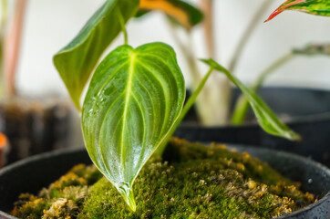 selectively focus on photos of the plant philodendron melanochrysum